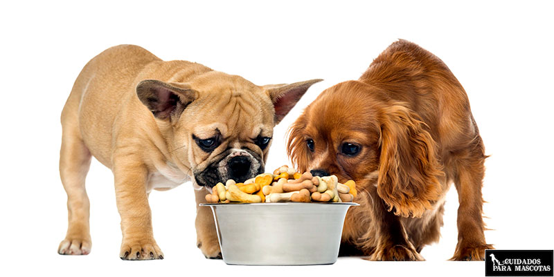 vendaje Editor es inutil Alimentación para cachorros (por raza, tamaño y edad)