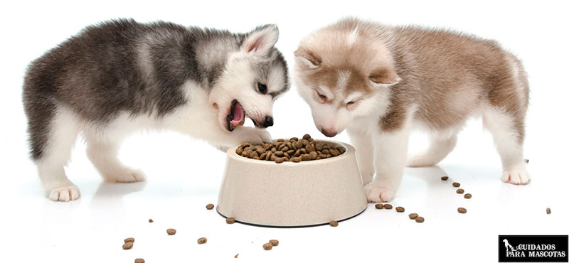 para justificar influenza harina Alimentación para cachorros (por raza, tamaño y edad)