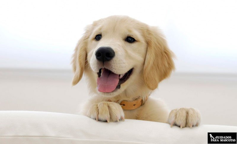 Los cachorros se benefician de tomar omega-3 y omega-6