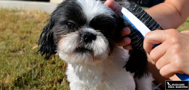 Evita que tu perro pierda su pelo con el cepillado
