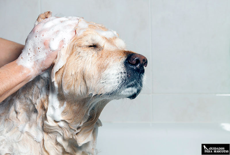 Trucos y consejos para bañar a tu perro