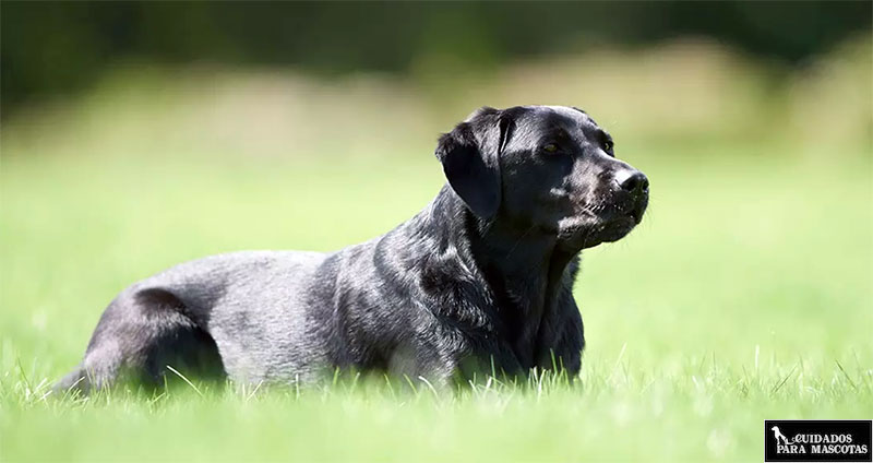 Extrema los cuidados con tu perro anciano