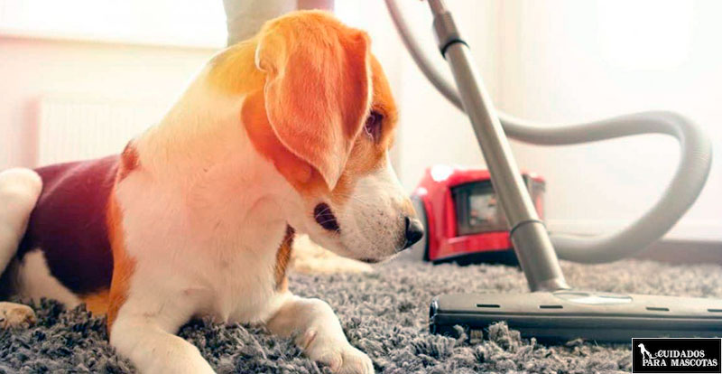Evita que tu perro pierda pelo
