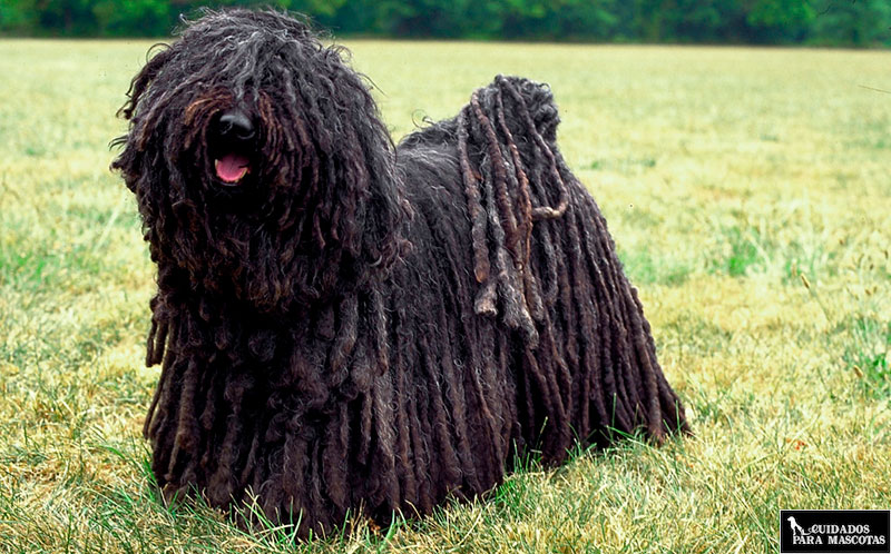 Evita que tu perro pierda su pelo