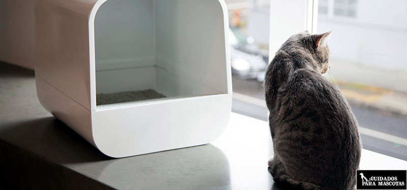 mantén limpio el arenero de tu gato para evitar el mal olor