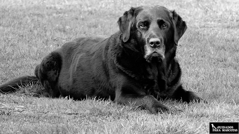 Consejos para cuidar de tu perro anciano