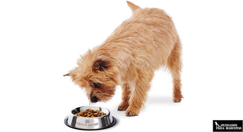 Ración de comida para perros
