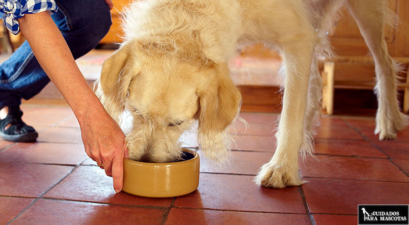 Controla la cantidad de pienso que come tu perro