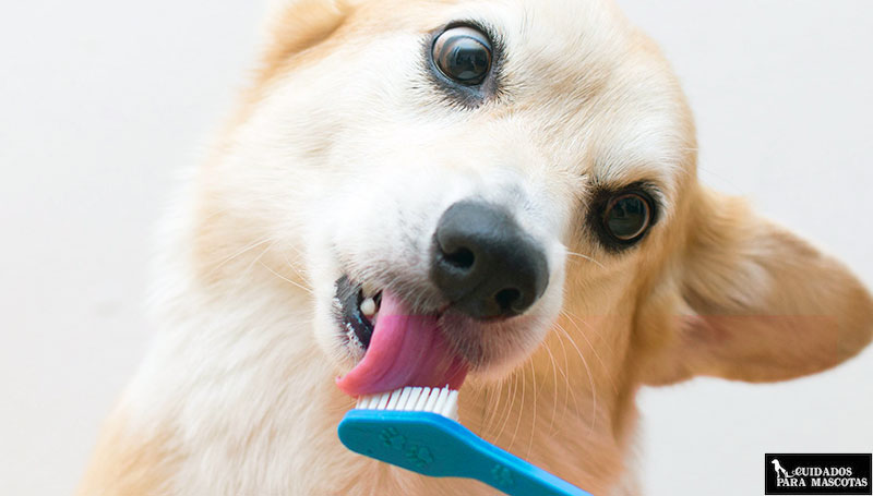 Lava los dientes de tu perro