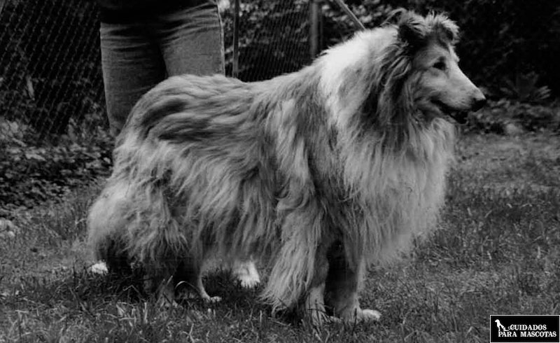 Los perros mayores presentan más complicaciones de salud