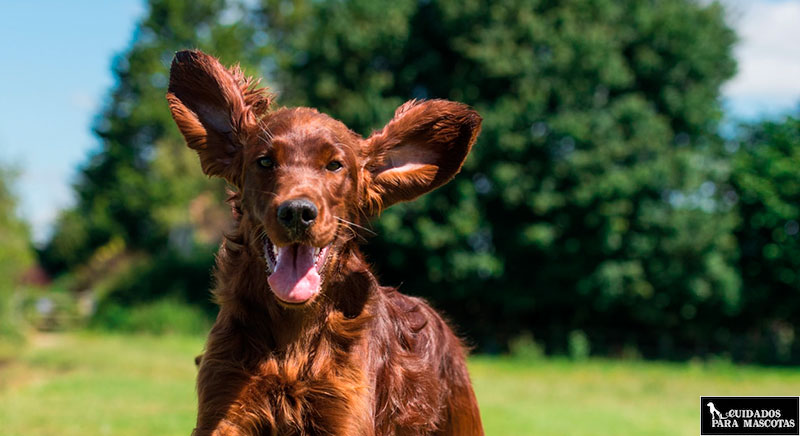 Suplemento para perros de omega-3