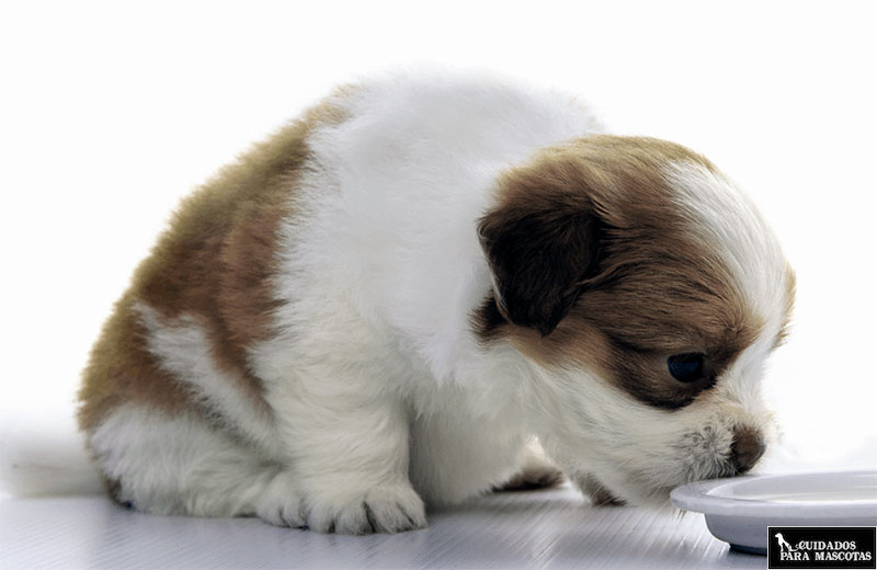 Los mejores piensos para perritos pequeños
