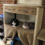 Rascadores-Caseros-Cuidados-Para_Mascotas-12