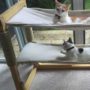 Rascadores-Caseros-Cuidados-Para_Mascotas-13