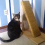 Rascadores-Caseros-Cuidados-Para_Mascotas-17