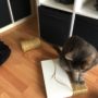 Rascadores-Caseros-Cuidados-Para_Mascotas-18
