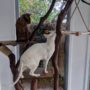 Rascadores-Caseros-Cuidados-Para_Mascotas-19