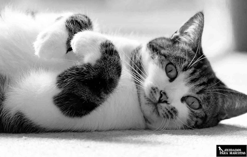 Ayuda a tu gato a superar su enfermedad renal