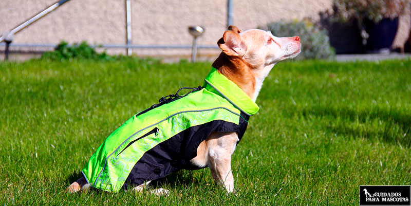 Equipa a tu mascota con un chubasquero