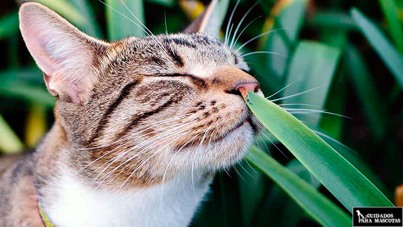 Ondular asistencia Evaluación Consigue que tus gatos no muerdan las plantas con estos sencillos trucos