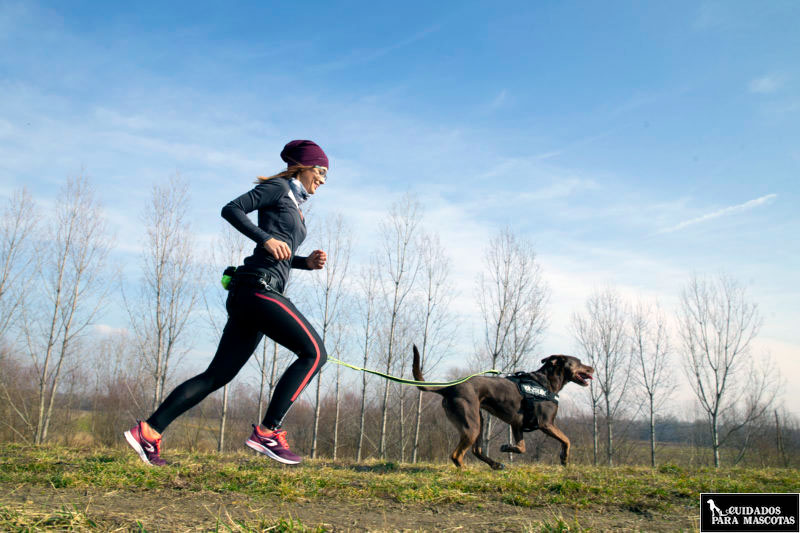 Corre con tu perro y un arnés Julius K9