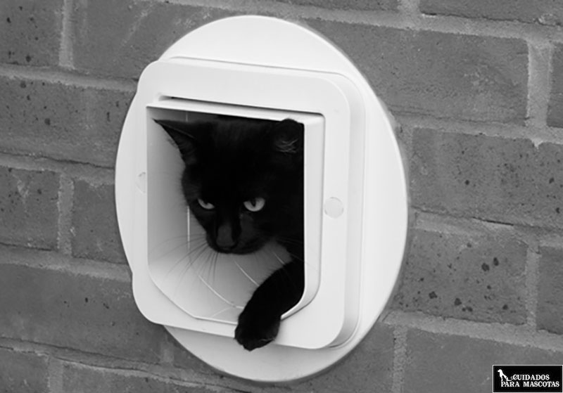 Gatera instalada en una pared para tu gato