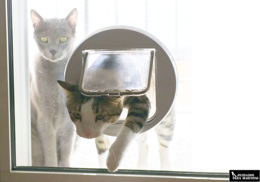 CEESC Puerta magnética para mascotas con puerta abatible y cerradura de 4 vías para gatos M, Blanco gatitos y Perro Perrito