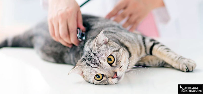Problemas renales gatos adultos