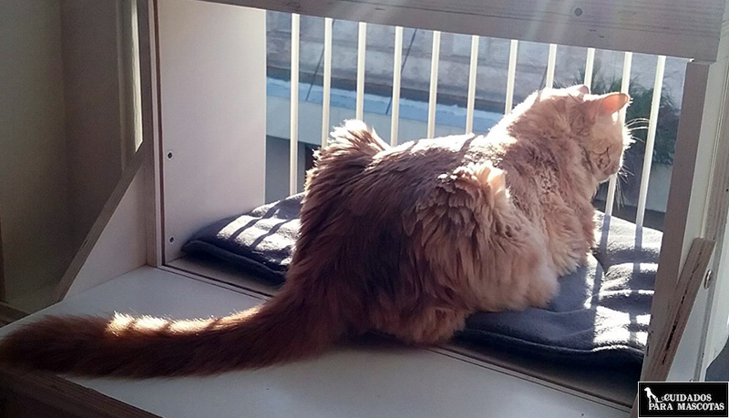 No apliques Feliway en ventanas