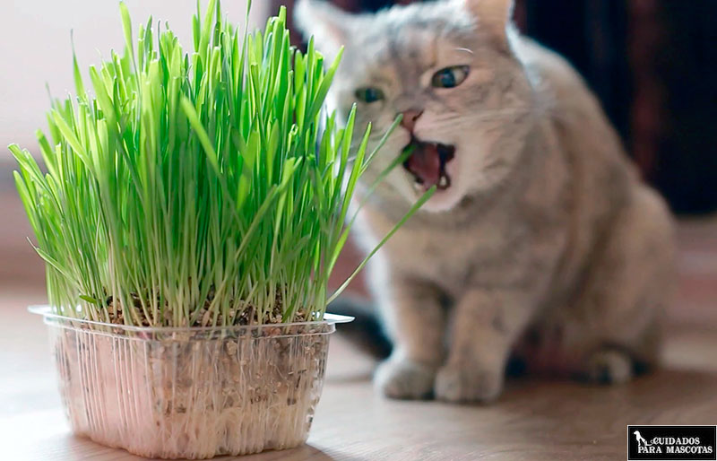 La hierba ayuda a que tu gato no muerda las plantas