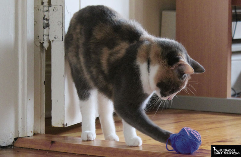 Juega con tu gato más tiempo para conseguir que tu gato no muerda las plantas