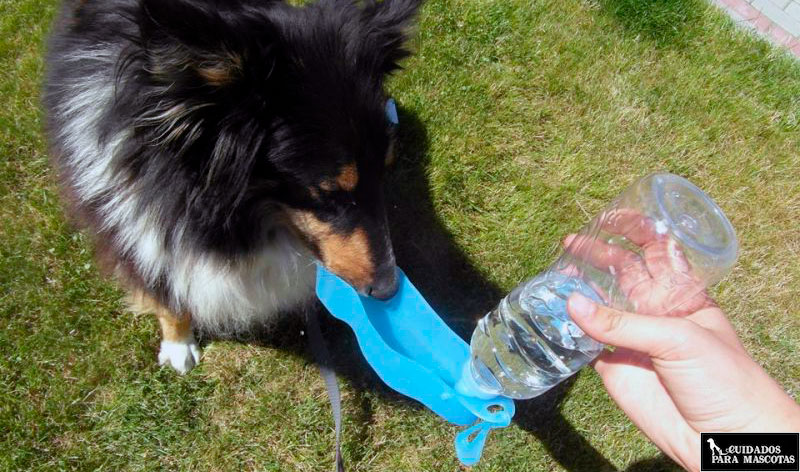 Perro bebe agua antes del ejercicio