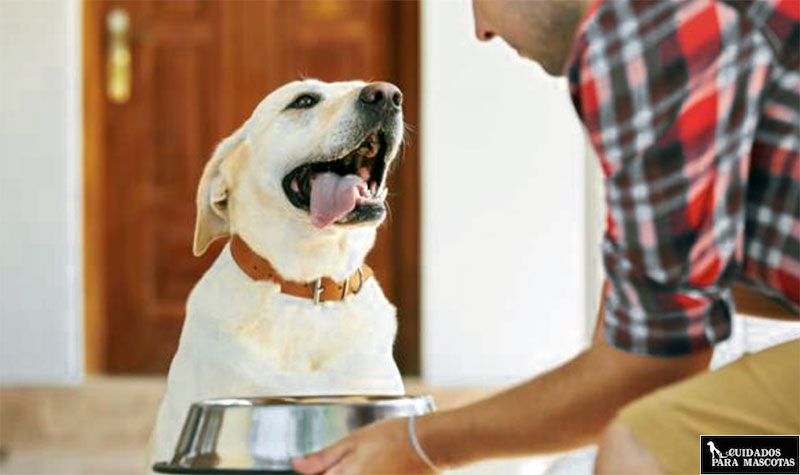 Sirve la comida exacta a tu perro