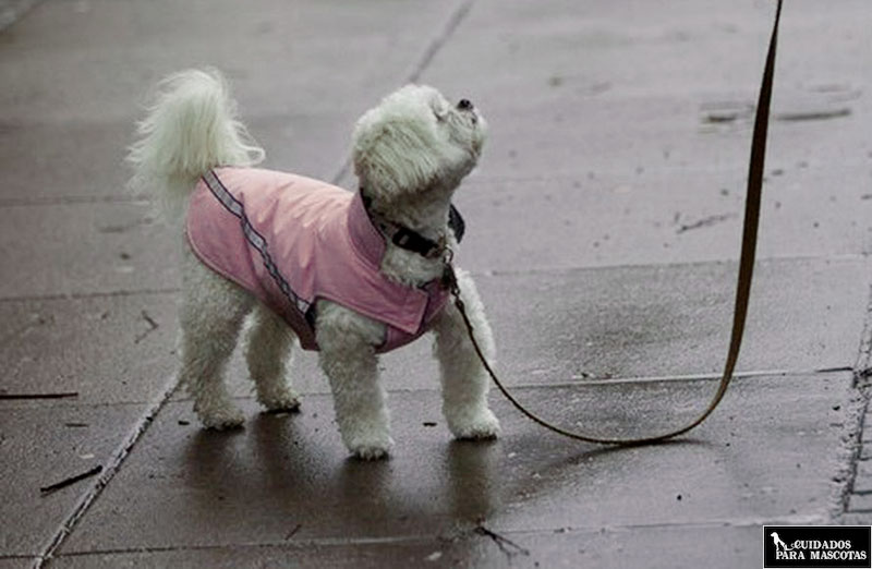 Reduce la duración de los paseos si llueve