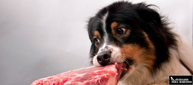 Dieta BARF, real food al extremo para perros
