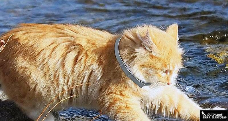 Collares antiparasitarios para gatos