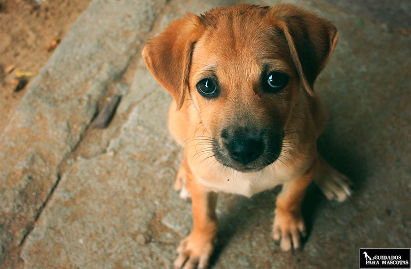 Desparasitación interna para perros