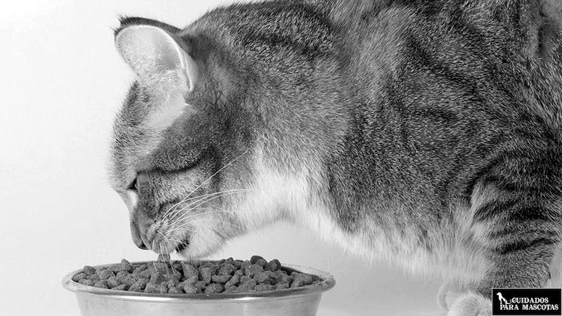 Pienso sin cereales para gatos adultos