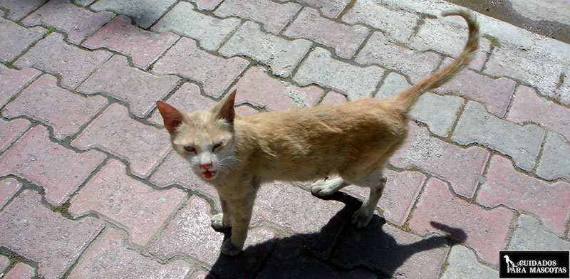 Los antiparasitarios para gatos son esenciales para evitar bajadas de peso por parásitos