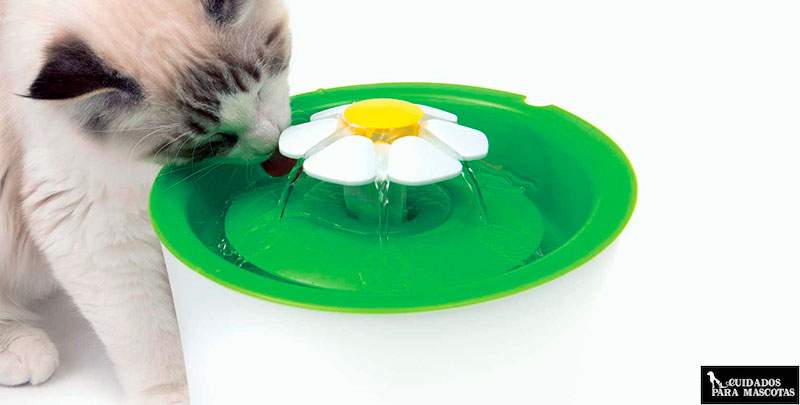 Vigila la ingesta de agua en tu gato