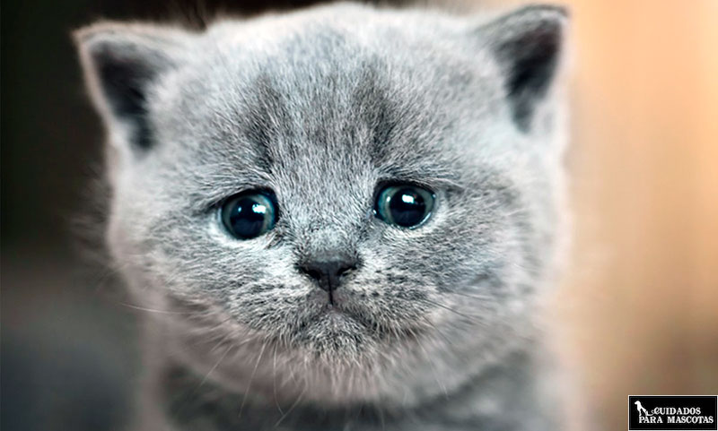 Antiparasitarios para gatos con el fin de evitar ascárides