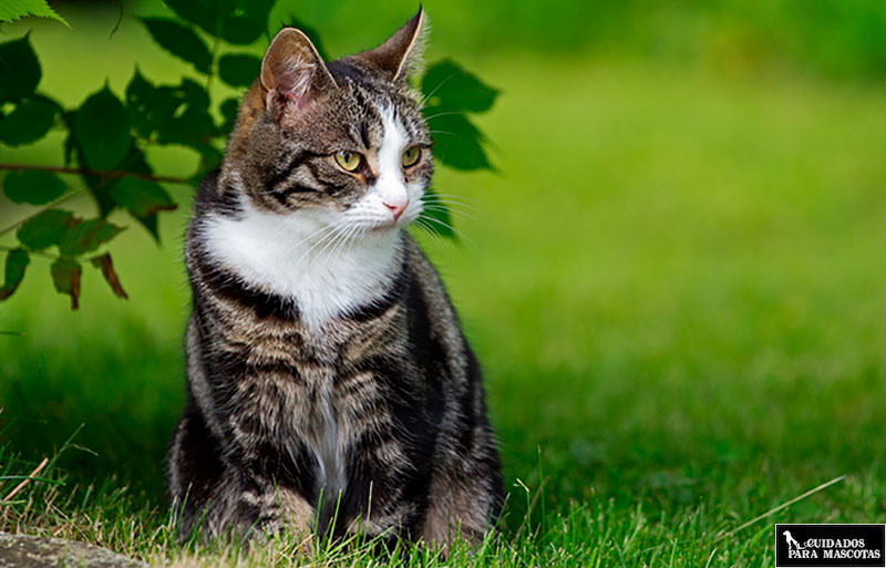 Semne de viermi la un copil sub doi ani Spray curte giardia