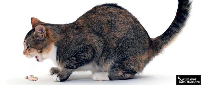 Los gatos pueden vomitar a causa de infecciones por parásitos