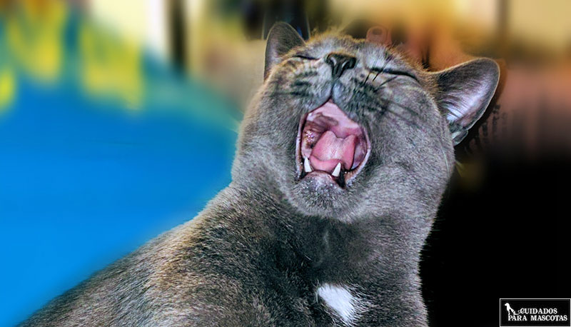 La pimienta consigue que tu gato no muerda las plantas