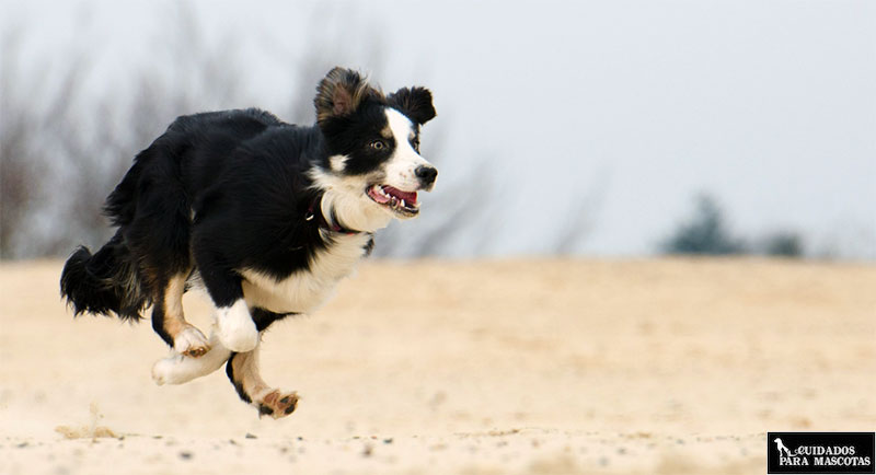Beneficios de los condroprotectores en perros