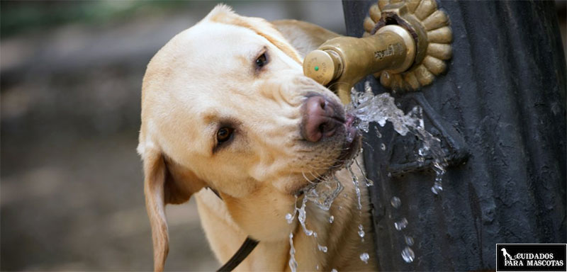 Cuida la hidratación de tu perro 