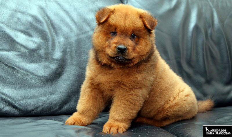 Cuida el peso corporal de tu perro para mejorar su salud