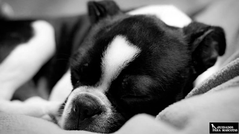Evita que tu perro pase frío por las noches