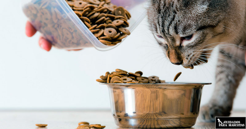 Piensos para gato naturales con cereales