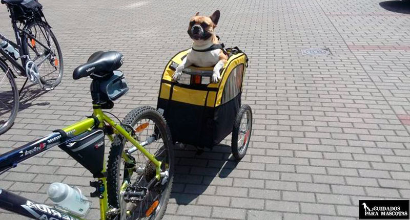 Perros y bicicletas juntos gracias al remolque